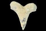 Bargain, Fossil Shark (Cretoxyrhina) Tooth - Kansas #142950-1